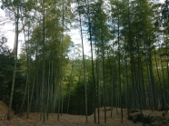 Tak tohle je ta pověstná bambusová škola.